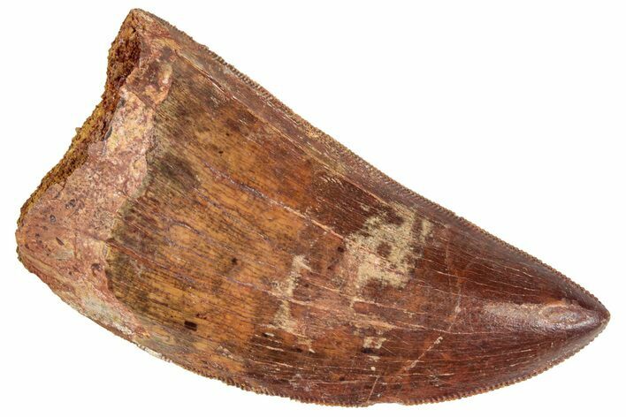 Serrated, Carcharodontosaurus Tooth - Gorgeous tooth #241376